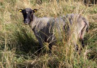 /album/fotogalerie-shetlandske-ovce/farma-beskydy-foto-cieslar-3417-jpg1/